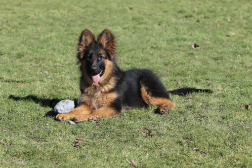 Kazrama German Shepherd Dog Breeders and Trainers - New Litters